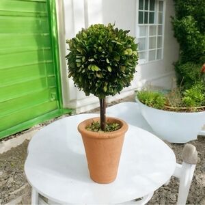 Braided Topiary Tree Indoor Outdoor Preserved Boxwood Topiary in Round Planter